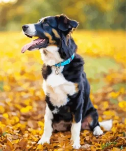 Australian Shepherd In Autumn Leaves Diamond Painting