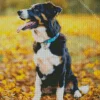 Australian Shepherd In Autumn Leaves Diamond Painting