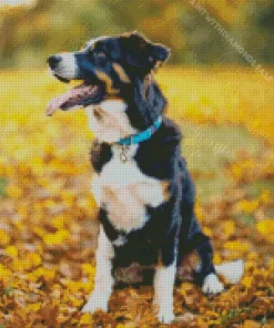 Australian Shepherd In Autumn Leaves Diamond Painting