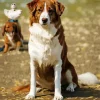 Australian Shepherd In The Beach Diamond Painting