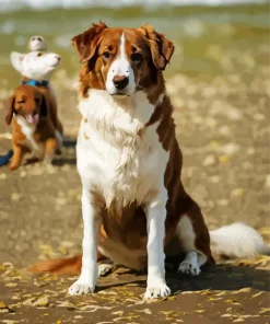 Australian Shepherd In The Beach Diamond Painting