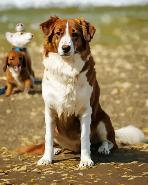 Australian Shepherd In The Beach Diamond Painting