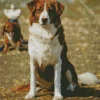 Australian Shepherd In The Beach Diamond Painting