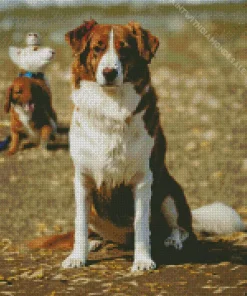 Australian Shepherd In The Beach Diamond Painting