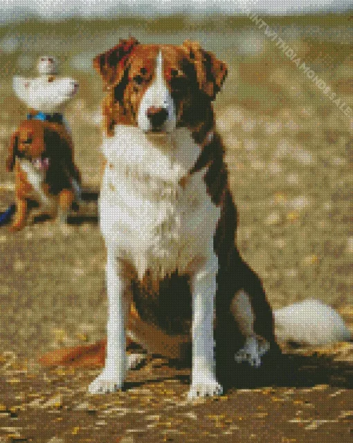 Australian Shepherd In The Beach Diamond Painting