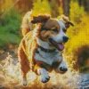 Australian Shepherd In Water Diamond Painting