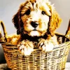 Bernedoodle In A Basket Diamond Painting