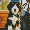 Bernedoodle In A Car Diamond Painting