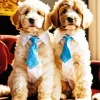 Bernedoodles In Suits Diamond Painting