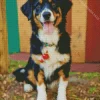 Bernese Mountain Dog Diamond Painting