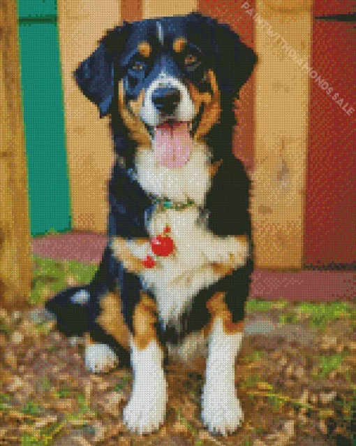 Bernese Mountain Dog Diamond Painting