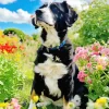 Bernese Mountain Dog In A Garden Diamond Painting