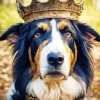 Bernese Mountain Dog With A Crown Diamond Painting