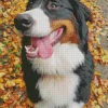 Bernese Mountain Dog With Autmn Leaves Diamond Painting