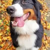 Bernese Mountain Dog With Autmn Leaves Diamond Painting