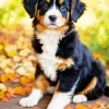 Bernese Mountain Puppy Diamond Painting