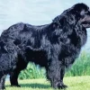 Black Newfoundland Dog Diamond Painting