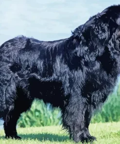 Black Newfoundland Dog Diamond Painting