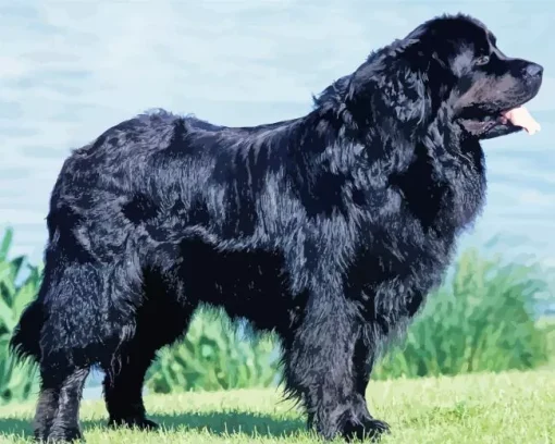 Black Newfoundland Dog Diamond Painting