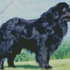 Black Newfoundland Dog Diamond Painting