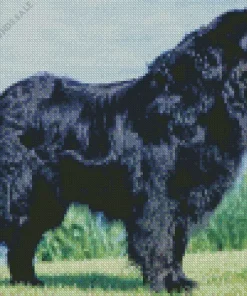 Black Newfoundland Dog Diamond Painting