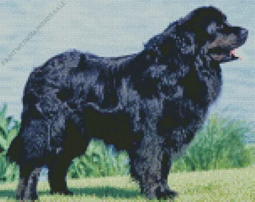 Black Newfoundland Dog Diamond Painting