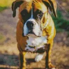 Boxer Dog Walking Diamond Painting