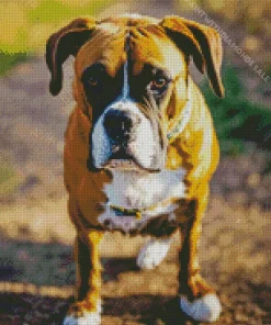 Boxer Dog Walking Diamond Painting