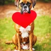 Boxer Dog With Red Heart Diamond Painting