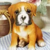 Boxer Puppy Diamond Painting