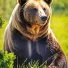 Brown Bear Diamond Painting