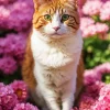 Calico Cat In Pink Flowers Diamond Painting