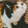 Calico Cat Looking Up Diamond Painting