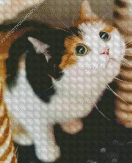 Calico Cat Looking Up Diamond Painting