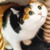 Calico Cat Looking Up Diamond Painting