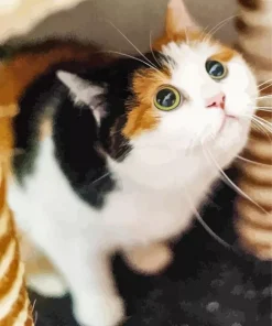 Calico Cat Looking Up Diamond Painting