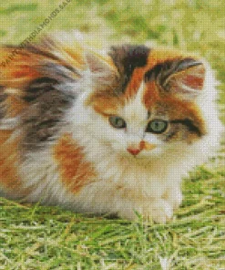 Calico Kitten Diamond Painting