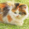 Calico Kitten Diamond Painting