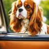 Cavalier King Charles Spaniel In A Car Diamond Painting