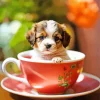 Cavalier King Charles Spaniel In A Cup Diamond Painting