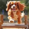 Cavalier King Charles Spaniel Running Diamond Painting