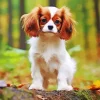 Cavalier King Charles Dog Diamond Painting