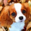 Cavalier King Charles Puppy Diamond Painting