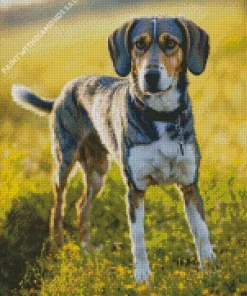 Coonhound Diamond Painting