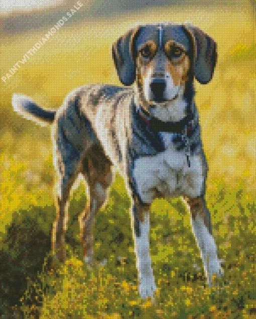 Coonhound Diamond Painting