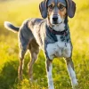 Coonhound Diamond Painting