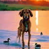 Coonhound By A Lake Diamond Painting