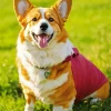 Corgi Dog Diamond Painting