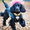 English Cocker Spaniel Diamond Painting