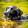 English Cocker Spaniel Swimming Diamond Painting